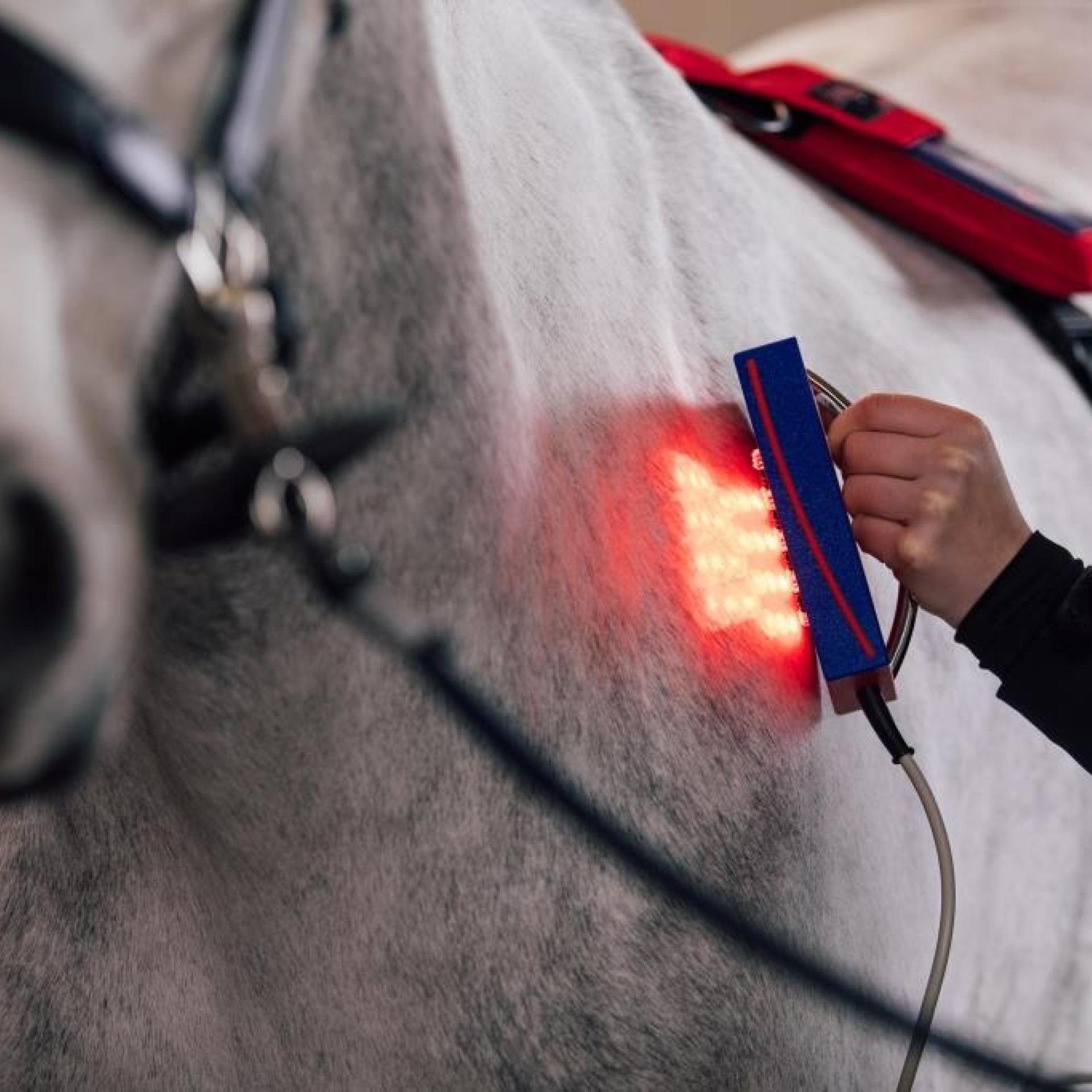 Activomed Wave-Light-Pulse Shower am Hals des Pferdes angewendet